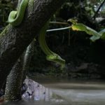 Stripe-sided Palm Pit Viper